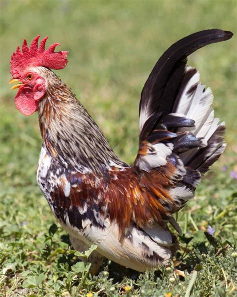 23 Popular Bantam Chicken Breeds