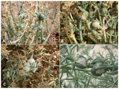 Insects | December 2021 - Browse Articles