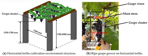 Realtime Picking Point Decision Algorithm of Trellis Grape for High ...