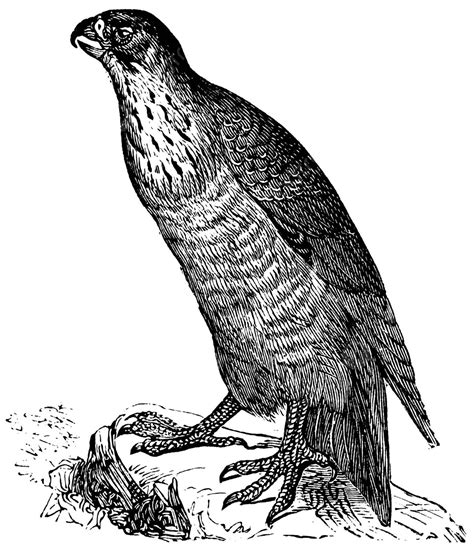 Peregrine Falcon Or Falco Peregrinus Vintage Engraving Predator Engraving Peregrine Vector ...