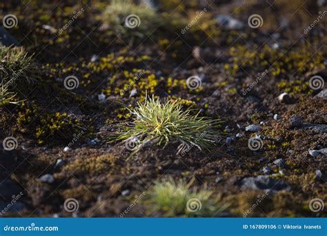 Macrophoto of Deschampsia Antarctica, the Antarctic Hair Grass, One of ...