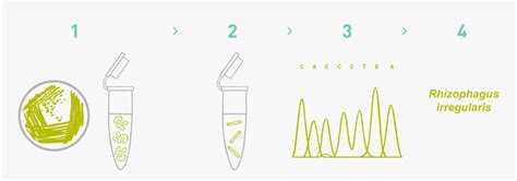 Image result for DNA Barcoding Plants