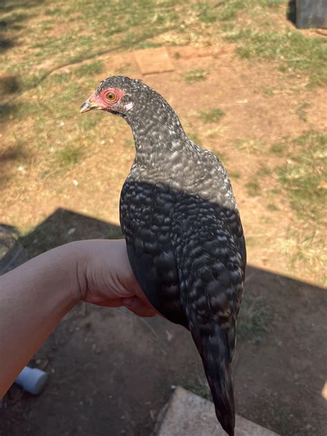 Assuming a barred rock bantam or along those lines HELP ME OUT : r/chickens