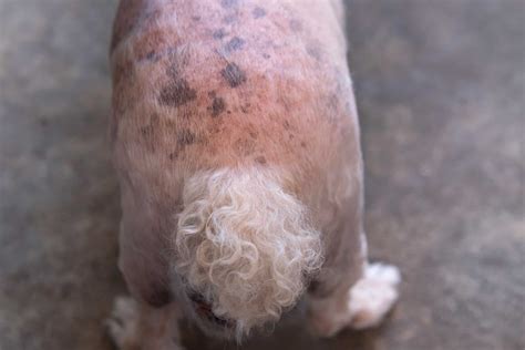 What Causes Black Spots On Dogs Skin at Scot Street blog