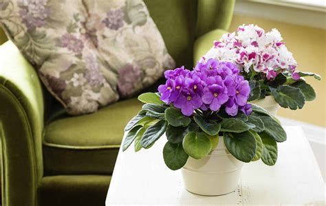 9 Cute Small Indoor Plants