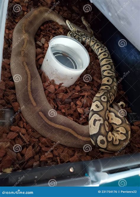 Image result for Ball Python Breeding 2014