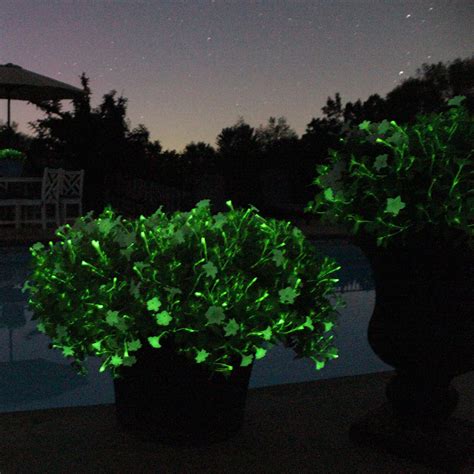 Petunia Firefly 5 Pack - Bioluminescent Firefly Petunia - Touch of Modern