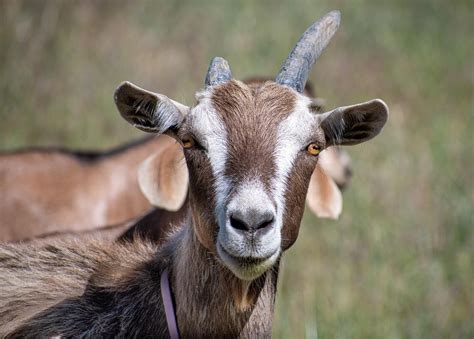 Image result for Goat Cheese Making Process
