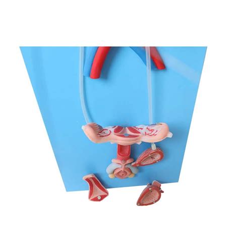 Image result for Making Female Reproductive Organ Model