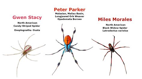 Spiders of the Spider-Verse (Real Spiders) : Spiderman