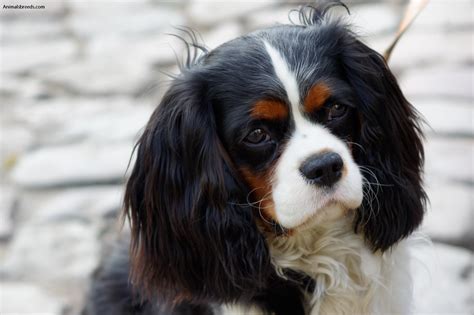 Cavalier King Charles Spaniel - Pictures, Information, Temperament ...