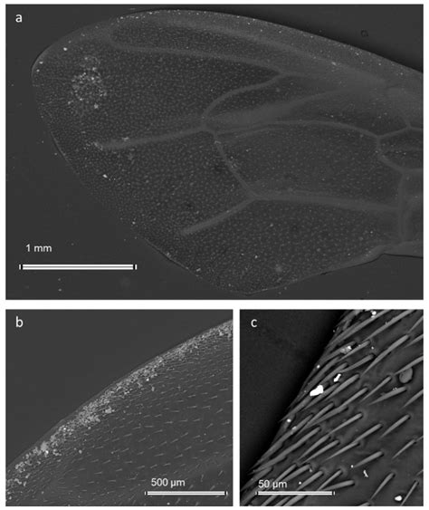 Rethinking the Connections between Ecosystem Services, Pollinators ...
