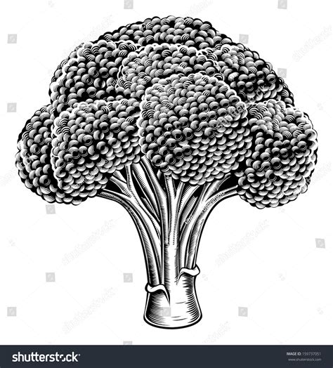 Broccoli Clip Art Black And White