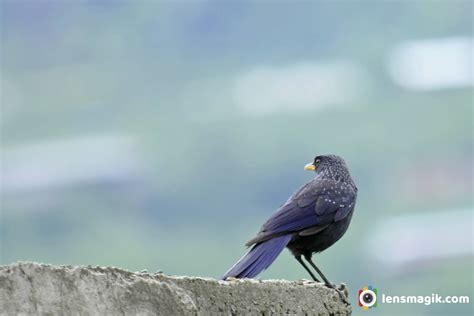 Thrush Found In Manali _ Himachal Pradesh Birds | Lensmagik.com