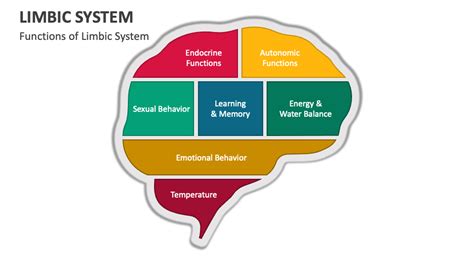 Image result for Limbic System Function Animation