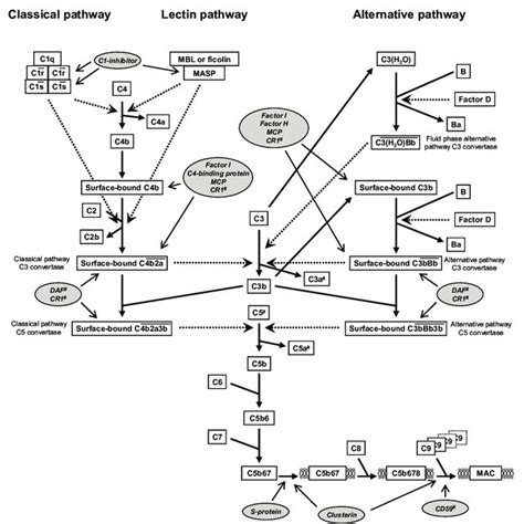 Image result for Complement System Animation