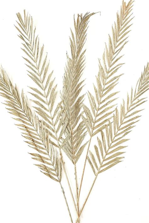 Sola stems – rsapphire.in