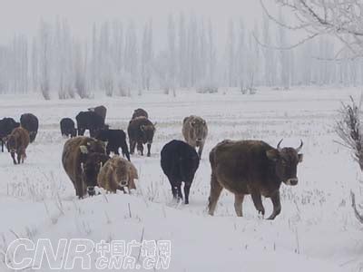 新疆伊犁遭遇雪灾和冰凌袭击 3万群众受灾[图]_新闻中心_新浪网