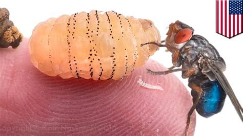 Maggot infestation: Harvard researcher Piotr Naskrecki grows botfly ...