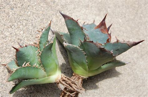 1 アガベ オテロイ オアハカ州境 from Uriel @potatorumagaves / Agave oteroi at the ...