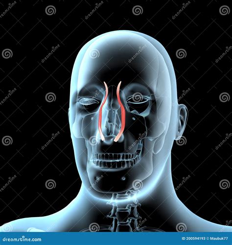 3d Illustration of the Quadratus Labii Superioris Muscles Anatomical Position on Xray Body Stock ...