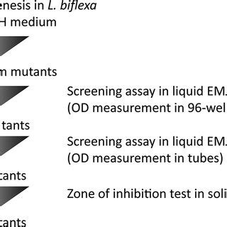 Library Screening 的图像结果
