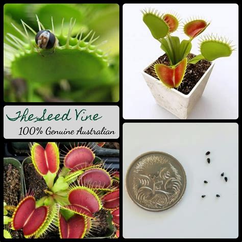 Venus Fly Trap Flower Seeds at JENENGE blog