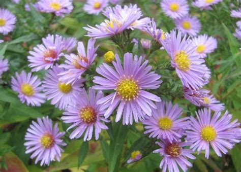 100 HEART LEAVED ASTER Cordifolius Blue Wood Aster Flower Seeds ...