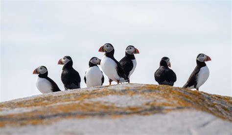 Are There Penguins in Alaska?