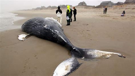 Massive stranded whale discovered on NC coast: OBX photos | Raleigh ...