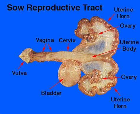 Cow Reproductive System Model 的图像结果
