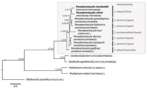 Pathogens | Special Issue : Fish Parasites and Immunology