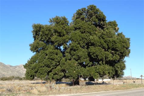 Quercus Agrifolia