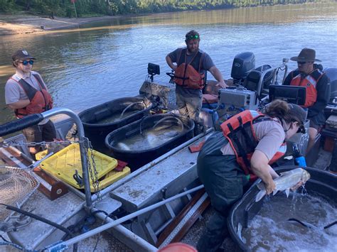 Sliver carp telemetry acoustic tagging | FWS.gov