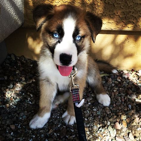 St Bernard Husky Mix