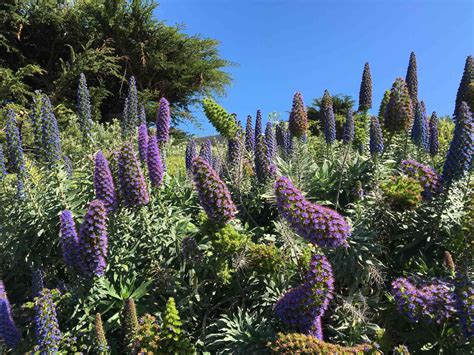 22 Best Drought-Tolerant Plants for Gardens and Landscapes