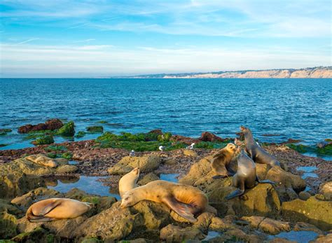 La Jolla Seals And Sea Lions: Exactly How To Visit [Map] - La Jolla Mom