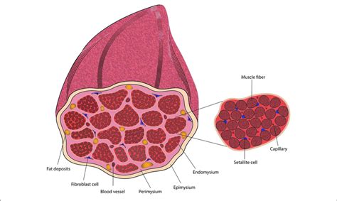 Image result for Skeletal Muscle Tissue Types