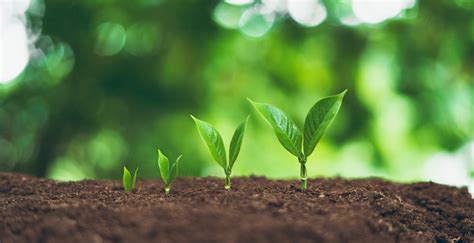 Image result for Plant 3D Python Script