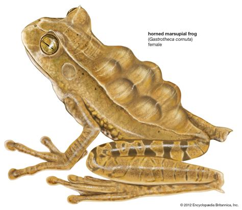Frog and toad | Types, Habitat, Diet, & Characteristics | Britannica