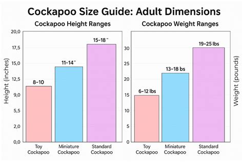 Image result for Cockapoo Growth Chart