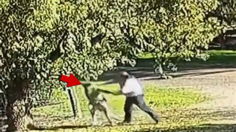 Australian Man Fights Kangaroo After Animal Chases and Knocks Him Down