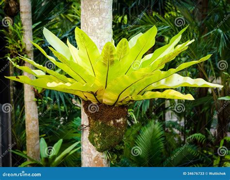 Asplenium nidus stock image. Image of leaf, flora, environment - 34676733