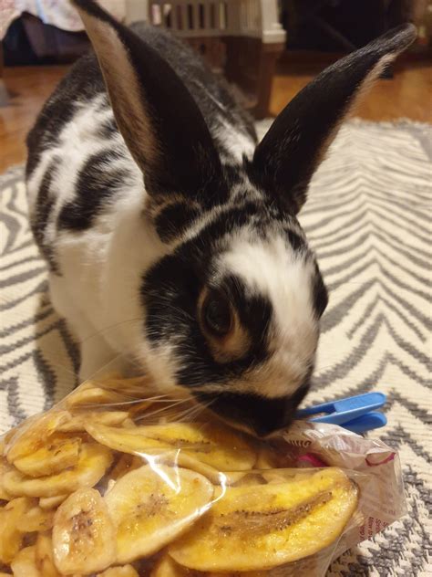 Can Rabbits Have Banana Chips at Anna Beyers blog
