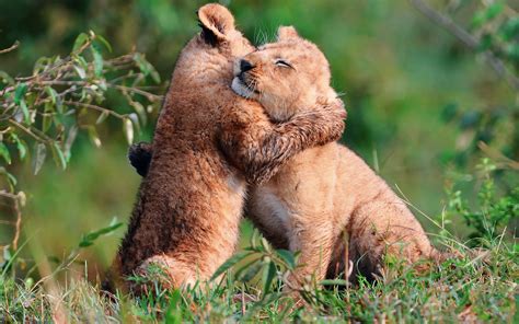 Tender Lion Cubs' Loving Hug in the Wild