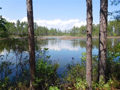 Green Swamp Preserve, North Carolina | Julie Journeys