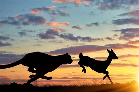 Watch: Gazelle Outrun Cheetah in a High-Speed Chase - Animals Around The Globe