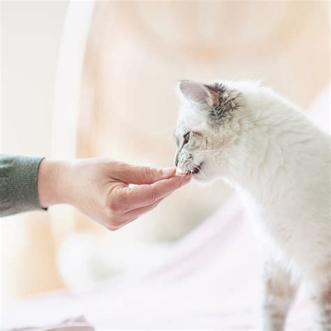 Fresh Pet For Cats