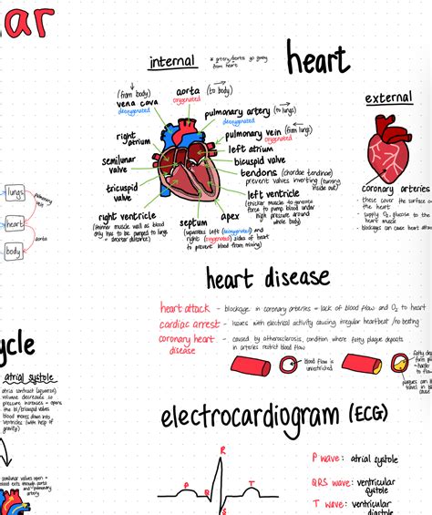 Image result for Nearpod Lesson Code Cardiovascular System