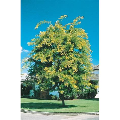 Lowe's 5.5-Gallon (s) Shade Sunburst Honeylocust In Pot (With Soil ...